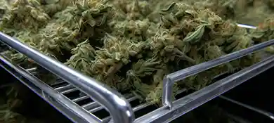 pc-altaqua-grow-room-hvac-blog-5-Best-Weed-Curing-Machines-to-Improve-Gardening-Experience
