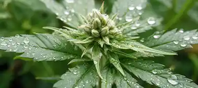 pc-altaqua-grow-room-hvac-blog-6-Ways-to-Avoid-White-Spots-on-Fan-Leaves-During-Flowering