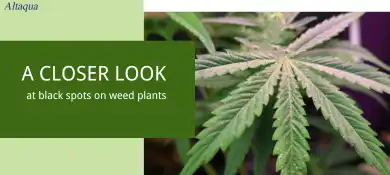 pc-altaqua-grow-room-hvac-blog-A-closer-look-at-black-spots-on-weed-plants.