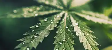pc-altaqua-grow-room-hvac-blog-Does-Humidity-Rise-or-Fall-in-a-Room