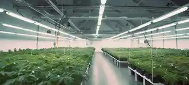 pc-altaqua-grow-room-hvac-blog-From-Germination-to-Harvest