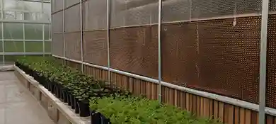 pc-altaqua-grow-room-hvac-blog-How-to-Build-Greenhouse-Wet-Walls-for-Optimal-Plant-Growth