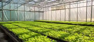 pc-altaqua-grow-room-hvac-blog-Mastering-How-to-Cool-Down-Greenhouse.
