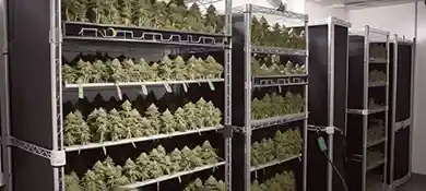 pc-altaqua-grow-room-hvac-blog-Maximizing-Efficiency-in-Your-Hang-Drying-Room-Setup