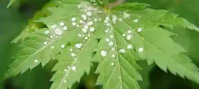 pc-altaqua-grow-room-hvac-blog-Prevention-Tactics-for-White-Spots-on-Weed-Leaves-Not-Mildew.