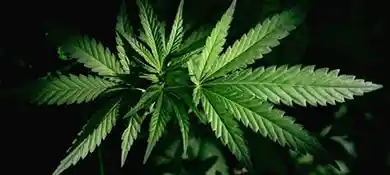 pc-altaqua-grow-room-hvac-blog-The-Benefits-Of-Growing-Room-You-Should-Know.