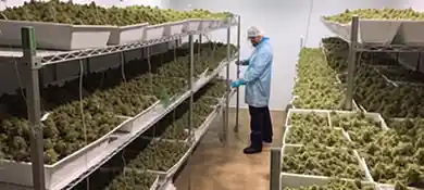 The Effects of Dry Room Air on Cannabis Quality and Yield