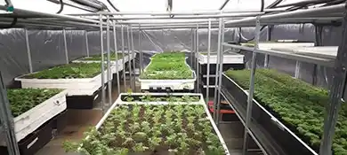pc-altaqua-grow-room-hvac-blog-The-Importance-of-Grow-Room-Environment-for-Cultivation