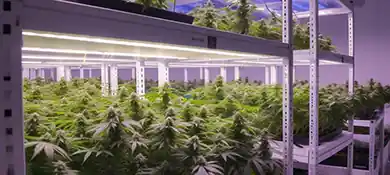 pc-altaqua-grow-room-hvac-blog-Top-5-Grow-Room-Air-Purifier-Benefits-for-Cultivation
