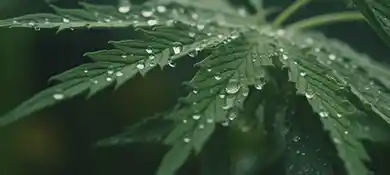 pc-altaqua-grow-room-hvac-blog-Unlock-The-Potential-Of-Dew-Point-Control-HVAC