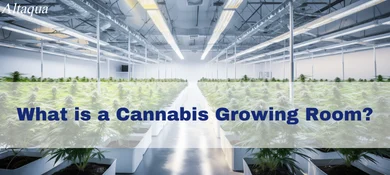 pc-altaqua-grow-room-hvac-blog-cannabis-growing-room.