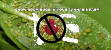 pc-altaqua-grow-room-hvac-blog-grow-room-bugs
