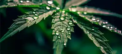 pc-altaqua-grow-room-hvac-blog-how-to-make-weed-stronger