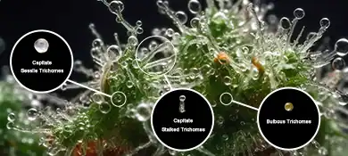 pc-altaqua-grow-room-hvac-blog-moldy-weed-vs-trichomes-1