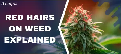 pc-altaqua-grow-room-hvac-blog-red-hairs-on-weed.
