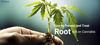 pc-altaqua-grow-room-hvac-blog-root-rot-on-cannabis