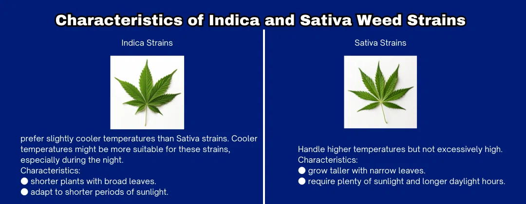 pc-altaqua-grow-weed-temperature-Indica-Strains-vs-Sativa-Strains.