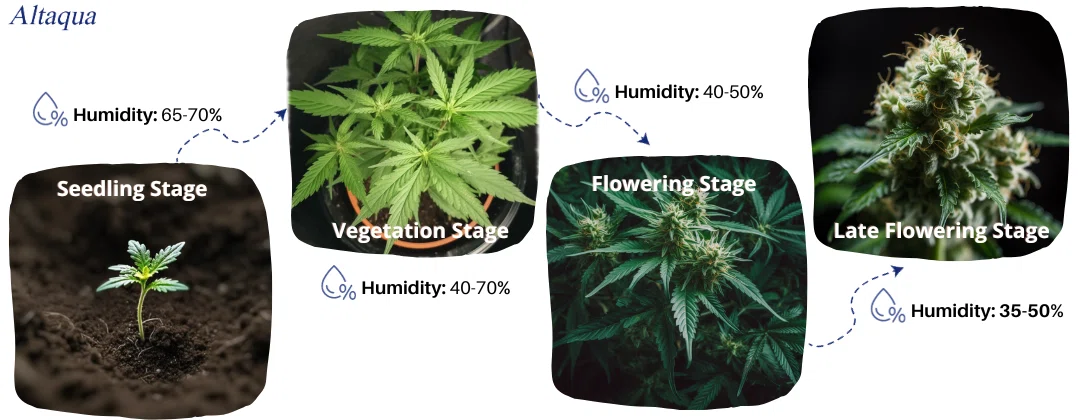 pc-altaqua humidity in cannabis grow room-Navigating Ideal Humidity Levels Throughout Cannabis Growth