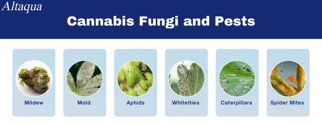 pc-altaqua-humidity-in-greenhouse-cannabis-fungi-and-pests