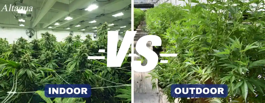 pc-altaqua-indoor-grow-room-Indoor-vs-Outdoor-Cultivation