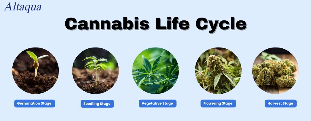 pc-altaqua-nursery-humidity-Cannabis-Life-Cycle