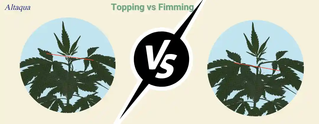 pc-altaqua topping cannabis-Topping vs Fimming