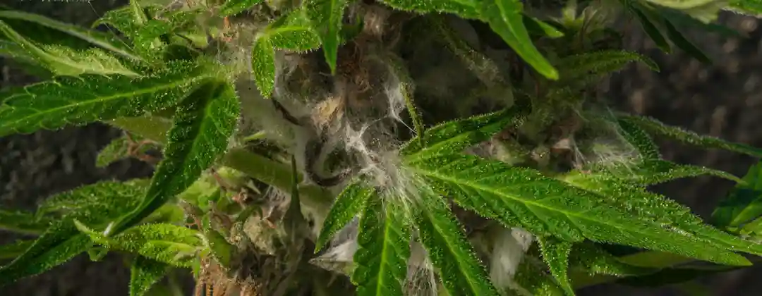 pc-altaqua-what-does-mold-look-like-on-weed-plants-What-Does-Mold-Look-Like-on-Weed-Plants-01